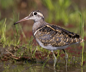 Хараалжир (Өнгөт хараалжир)